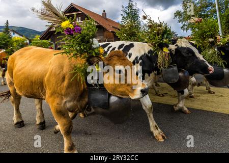 Herbstlich zeremonielle Viehabtrieb von Bergweiden ins Tal von Plaffeien in der Schweiz. Alpenzug in Oberschrot. Jedes Jahr im Herbst werden die Rinder vom Sommer auf der Alpe in einer Prozession zurück ins Dorf getrieben. Stockfoto