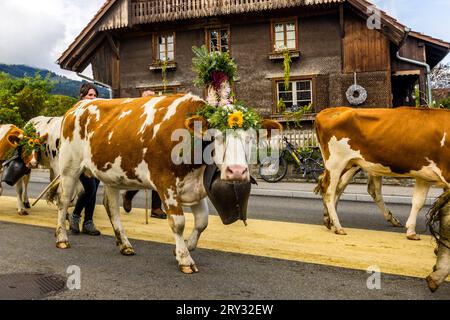 Herbstlich zeremonielle Viehabtrieb von Bergweiden ins Tal von Plaffeien in der Schweiz. Alpenzug in Oberschrot. Jedes Jahr im Herbst werden die Rinder vom Sommer auf der Alpe in einer Prozession zurück ins Dorf getrieben. Stockfoto