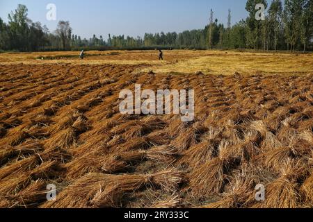 Srinagar Kaschmir, Indien. September 2023 28. Die Bauern arbeiten in einem Reisfeld während der Erntesaison am Stadtrand von Srinagar. In diesem Jahr wird die Reisproduktion in Kaschmir aufgrund eines erheblichen Niederschlagsdefizits und außergewöhnlich hoher Temperaturen im September voraussichtlich zurückgehen, wodurch jahrhundertealte Rekorde gebrochen werden. Indien, der zweitgrößte Reisproduzent der Welt, hält einen weltweiten Marktanteil von 40 %. Am 28. September 2023 in Srinagar Kaschmir, Indien. (Bildauszug: © Firdous Nazir/Okular über ZUMA Press Wire) NUR REDAKTIONELLE VERWENDUNG! Nicht für kommerzielle ZWECKE! Stockfoto