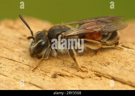 Natürliche Nahaufnahme einer roten Bergbaubiene, Andrena labiata, die auf Holz sitzt Stockfoto