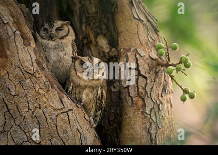 Im Ranthambore National Park, Rajasthan, Indien, werden Eulen mit Kragen in einer Baumhöhle eines Feigenbaums gehüllt Stockfoto