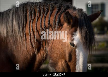 Nahaufnahme der geflochtenen Mähne des Lorbeerpferdes Stockfoto