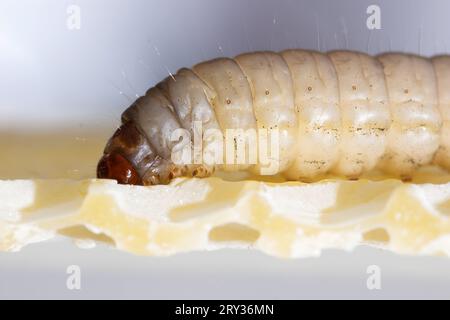 Detailansicht der Larve Galleria mellonella Stockfoto