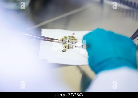 Pflanzengewebekultur für die Agrarforschung, Stammzellregeneration in der Pflanzengewebekultur Stockfoto