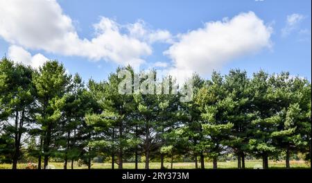 Eine Reihe grüner Baumkronen unter weißen Wolken und blauem Himmel Stockfoto