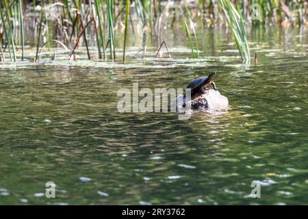 Einzelne Schlammschildkröte sitzt auf dem gefallenen Stamm im Süßwasser Stockfoto