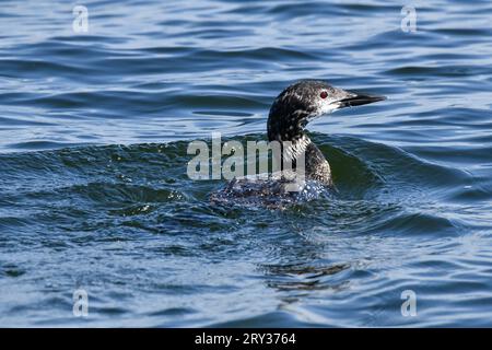 Junger Jugendlicher gemeiner Loon, der entlang des blauen Sees schwimmt Stockfoto