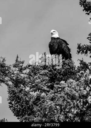 Ein einziger amerikanischer Weißkopfseeadler, der auf dem Baum hockt, bereit zum Fliegen Stockfoto