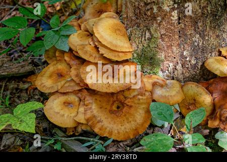 Große Pilze in rostiger Farbe mit übereinander liegenden Ringmustern, die im frühen Herbstlaub aus der Baumbasis auf dem Boden des Waldes wachsen Stockfoto