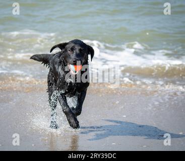 Black labrador Retriever, der am Strand abgeholt wird, läuft auf die Kamera zu Stockfoto