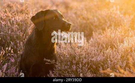 Labrador Retriever sitzt während der goldenen Stunde zwischen violettem Lavendel und blickt von der Kamera weg Stockfoto