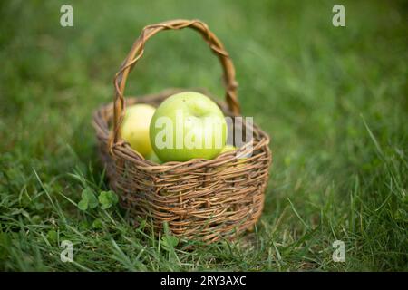 Grüne Äpfel auf grünem Gras im Korb. Korb aus Weidenholz. Herbsternte. Gesunde Ernährung. Stockfoto