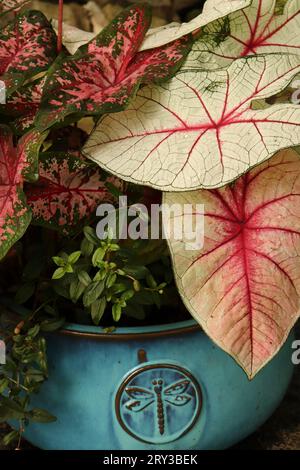 Farbenfrohe Caladium-Pflanze in blauem Topf Stockfoto