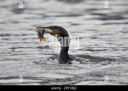 Kormoran fängt einen Fisch in der Themse, London Stockfoto