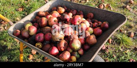 Äpfel als gefallene Früchte in einer Schubkarre Stockfoto