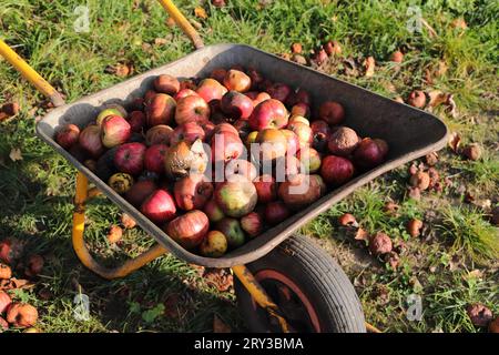 Äpfel als gefallene Früchte in einer Schubkarre Stockfoto