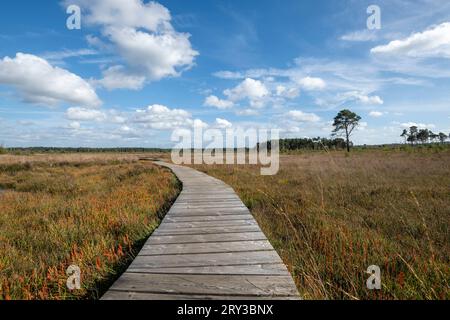 Gewundener Boardwalk-Wanderweg durch Feuchtgebiete Stockfoto