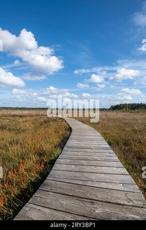 Gewundener Boardwalk-Wanderweg durch Feuchtgebiete Stockfoto