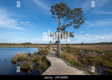 Gewundener Boardwalk-Wanderweg durch Feuchtgebiete Stockfoto