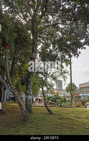 Eine Gruppe von Bäumen, die den umstrittenen Fall von March in der Armada-Art, Plymouth, überlebt haben. Am 21. September begann eine Säuberung, um gestohlene Tre zu entfernen Stockfoto