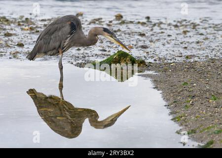 Great Blue heron Ardea herodias stehen mit Reflexion im Gezeitenbecken, während es nach Essen sucht Stockfoto