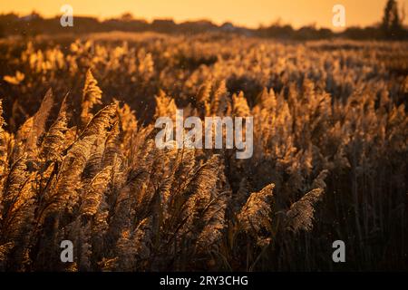 Gemeines Schilf (Phragmites australis) umgeben von kleinen Insekten im Licht des Sonnenuntergangs in der sumpfigen Landschaft. Stockfoto