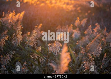 Schilf (Phragmites australis) im Licht des Sonnenuntergangs. Stockfoto