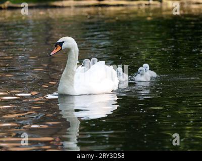 Ein Blick auf einen Schwan, der Babycygnets auf dem Rücken trägt und dahinter schwimmt Stockfoto