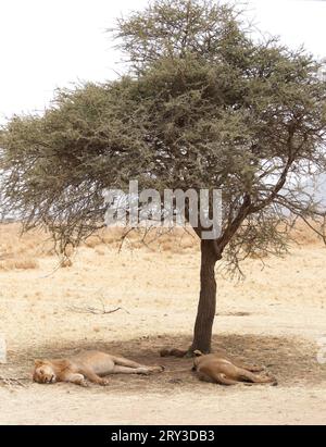 Blick auf zwei Löwen, die im Schatten unter einem Baum schlafen Stockfoto