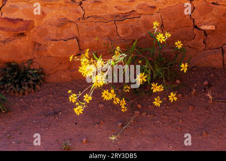 Maultierohren Wildblumen; Pipe Shrine House; Far View Site; Mesa Verde National Park; Colorado; USA Stockfoto