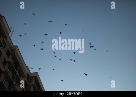 Krähen über dem Gebäude. Krähenherde in der Stadt. Silhouetten des Vogels gegen den Himmel. Fliegen über Haus. Stockfoto