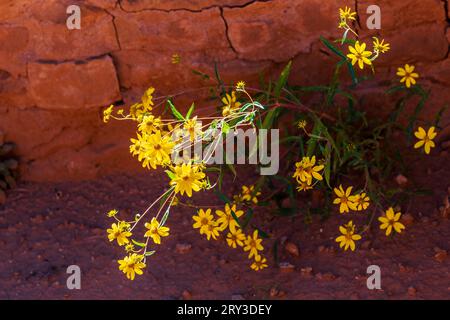 Maultierohren Wildblumen; Pipe Shrine House; Far View Site; Mesa Verde National Park; Colorado; USA Stockfoto