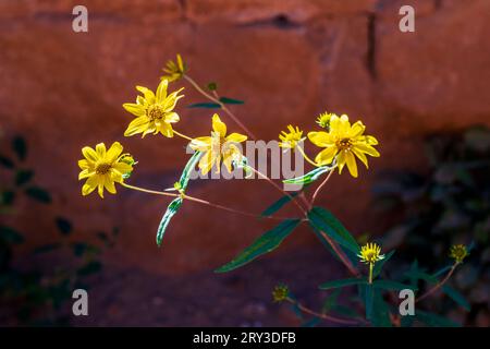 Maultierohren Wildblumen; Pipe Shrine House; Far View Site; Mesa Verde National Park; Colorado; USA Stockfoto