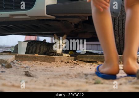 Eine Katze, die sich unter einem Auto versteckt, im Schatten. Lustiges Haustier. Stockfoto