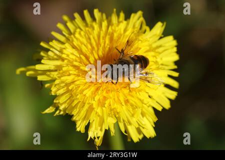 Männliche hoverfly, gewöhnliche Drohnenfliege Eristalis tenax, Familie Syrphidae. Uber eine Blume des gewöhnlichen Löwenzahns, Taraxacum officinale, Familie Asteraceae Stockfoto
