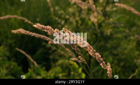 Agrostis gigantea, bekannt unter seinen gebräuchlichen Namen Black Bend[2] und Redtop, ist ein mehrjähriges Gras in einer hohen Grasprärie. Stockfoto