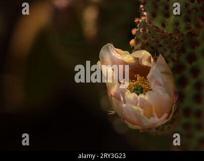 Rosafarbene Pastellblume mit gelben Staubblättern auf einem blühenden blinden Kaktuskaktus mit jungen Korallenblüten und gefährlichen roten Glochiden. Stockfoto