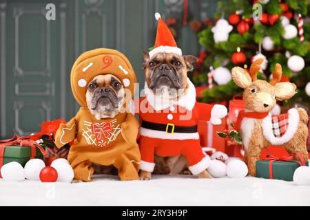 Französische Bulldoggen tragen lustige Weihnachtskostüme, verkleidet als Weihnachtsmann und Lebkuchenmann vor dem Weihnachtsbaum Stockfoto