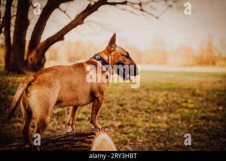 Auf dem Foto dieses sonnigen Herbsttages steht ein wunderschöner Ingwerbullterrier stolz auf einem dicken, umgestürzten Baumstamm und blickt auf die faszinierende Weite von Fee Stockfoto