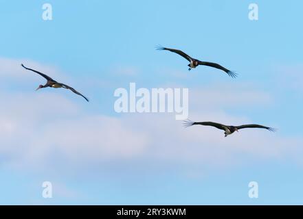 Lutherstadt Wittenberg, Deutschland. September 2023 25. 28.09.2023, Trebbin. Drei Schwarzstörche (Ciconia nigra) fliegen am Himmel über den Elbwiesen an der Elbe, etwa zehn Kilometer südöstlich von Lutherstadt Wittenberg. Kredit: Wolfram Steinberg/dpa Kredit: Wolfram Steinberg/dpa/Alamy Live News Stockfoto