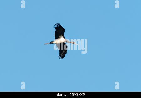 Lutherstadt Wittenberg, Deutschland. September 2023 25. 28.09.2023, Trebbin. Ein Schwarzstorch (Ciconia nigra) fliegt am Himmel über den Elbwiesen an der Elbe, etwa zehn Kilometer südöstlich von Lutherstadt Wittenberg. Kredit: Wolfram Steinberg/dpa Kredit: Wolfram Steinberg/dpa/Alamy Live News Stockfoto