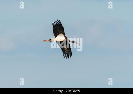 Lutherstadt Wittenberg, Deutschland. September 2023 25. 28.09.2023, Trebbin. Ein Schwarzstorch (Ciconia nigra) fliegt am Himmel über den Elbwiesen an der Elbe, etwa zehn Kilometer südöstlich von Lutherstadt Wittenberg. Kredit: Wolfram Steinberg/dpa Kredit: Wolfram Steinberg/dpa/Alamy Live News Stockfoto