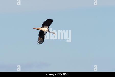 Lutherstadt Wittenberg, Deutschland. September 2023 25. 28.09.2023, Trebbin. Ein Schwarzstorch (Ciconia nigra) fliegt am Himmel über den Elbwiesen an der Elbe, etwa zehn Kilometer südöstlich von Lutherstadt Wittenberg. Kredit: Wolfram Steinberg/dpa Kredit: Wolfram Steinberg/dpa/Alamy Live News Stockfoto