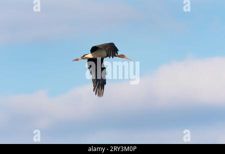 Lutherstadt Wittenberg, Deutschland. September 2023 25. 28.09.2023, Trebbin. Ein Schwarzstorch (Ciconia nigra) fliegt am Himmel über den Elbwiesen an der Elbe, etwa zehn Kilometer südöstlich von Lutherstadt Wittenberg. Kredit: Wolfram Steinberg/dpa Kredit: Wolfram Steinberg/dpa/Alamy Live News Stockfoto