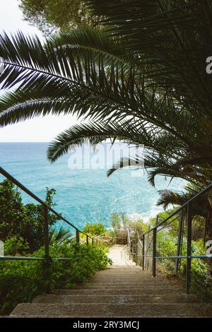 Pfadabschnitt mit Palme an der Costa Brava, Spanien Stockfoto