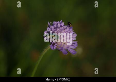 Cryptocephalus sericeus Familie Chrysomelidae Gattung Cryptocephalus Zylindrischer Blattkäfer Wildnis Insektentapete, Fotografie, Bild Stockfoto