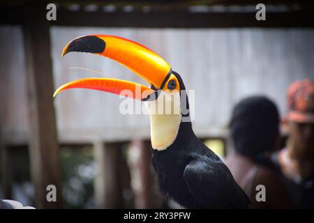 Amazonas-Tier Toucan-Vögel im brasilianischen Regenwald, Amazonas-Fluss, Brazill Stockfoto