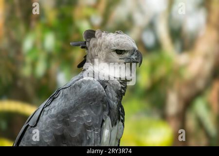 Ein Harpyie-Adler, Harpia harpyja, im Zoo von Belize. Stockfoto