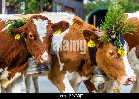 Herbstlich zeremonielle Viehabtrieb von Bergweiden ins Tal von Plaffeien in der Schweiz. Alpenzug in Oberschrot. Jedes Jahr im Herbst werden die Rinder vom Sommer auf der Alpe in einer Prozession zurück ins Dorf getrieben. Stockfoto