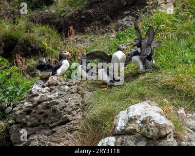 Papageientaucher auf der Insel Lunga, Schottland Stockfoto